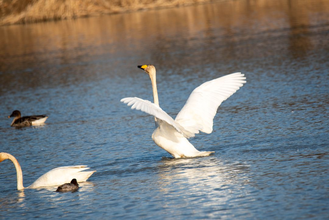 탐론 SP 150-600mm F5-6.3 USD DI VC 니콘용 렌즈 팝니다--9
