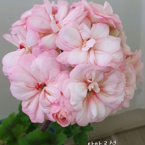 제라늄 타마르셜 꽃대있음