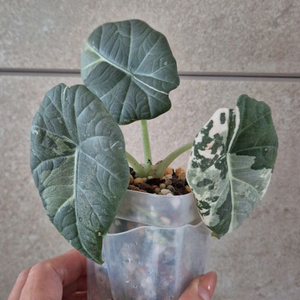 알로카시아 마하라니 알보 바리에가타 이미지