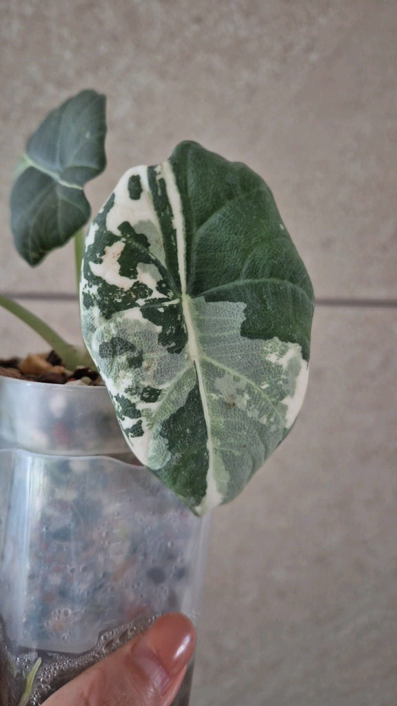 알로카시아 마하라니 알보 바리에가타 이미지