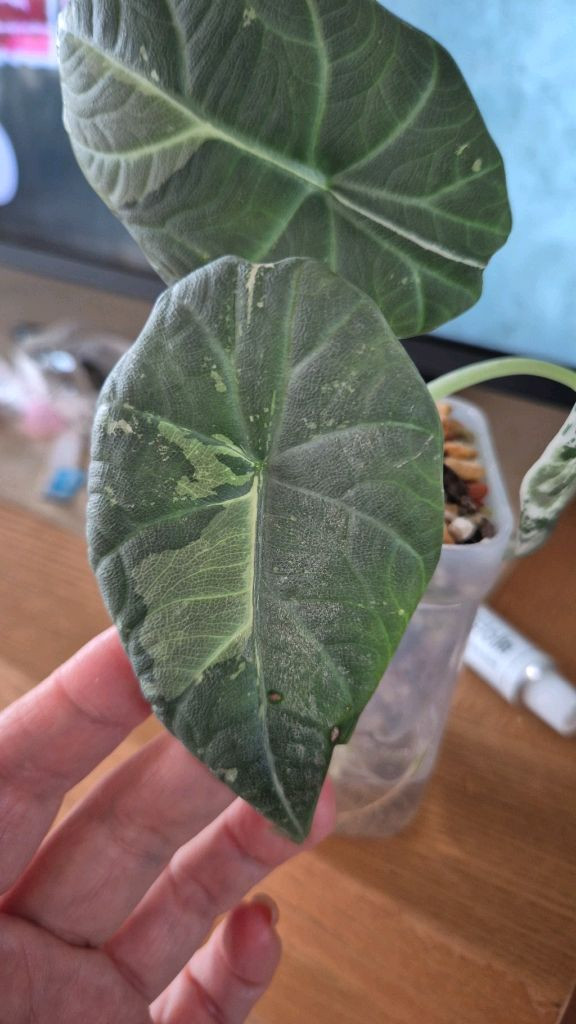 알로카시아 마하라니 알보 바리에가타 이미지