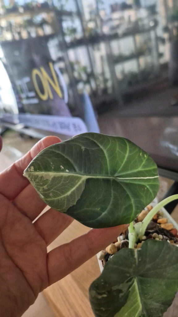 알로카시아 마하라니 알보 바리에가타 이미지