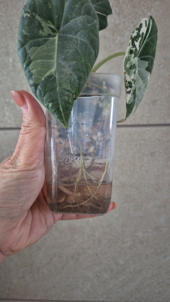 알로카시아 마하라니 알보 바리에가타 이미지