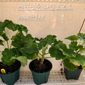 제라늄3종 ㅡ 에릭성운 iv차밍보르도 ess게이샤