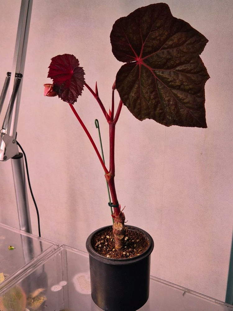 베고니아 타코나이트 (대품)--2