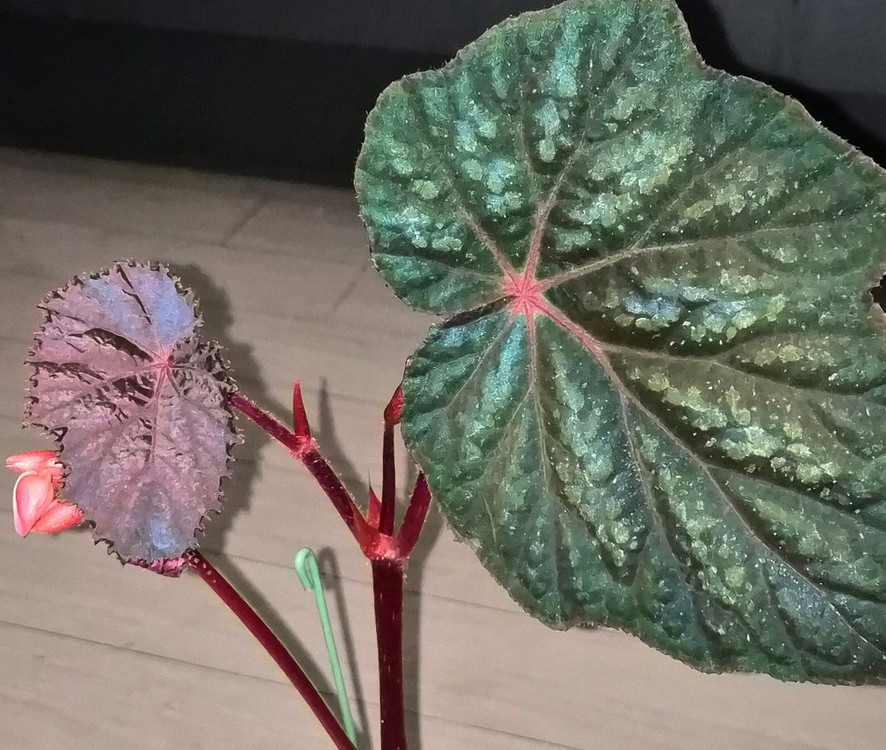 베고니아 타코나이트 (대품)--1