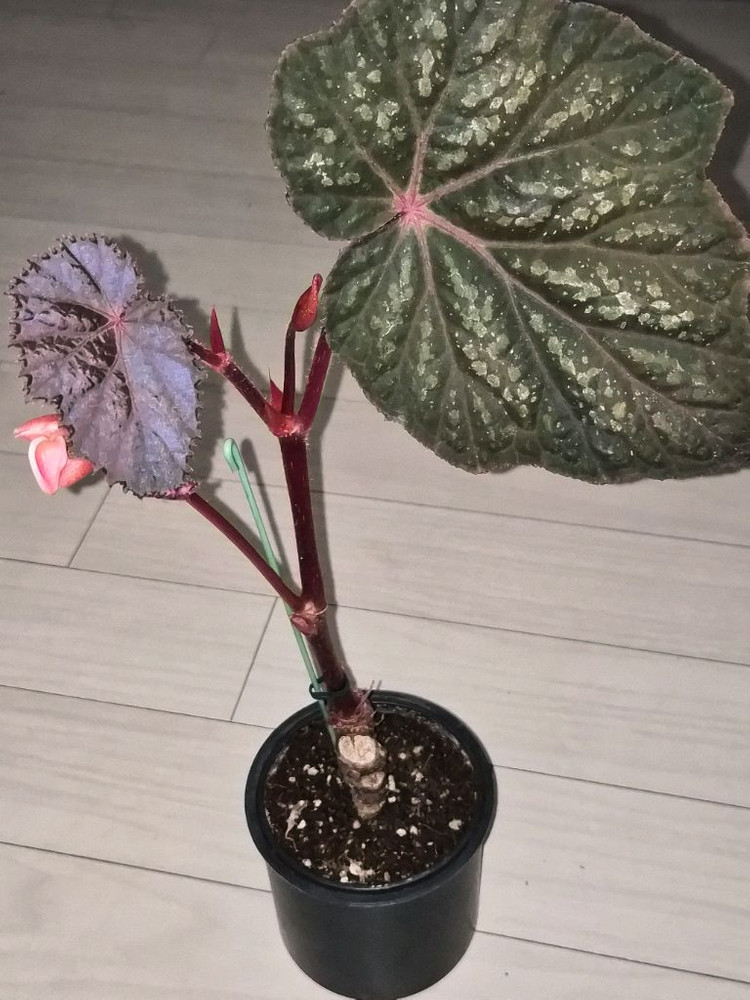 베고니아 타코나이트 (대품)--3