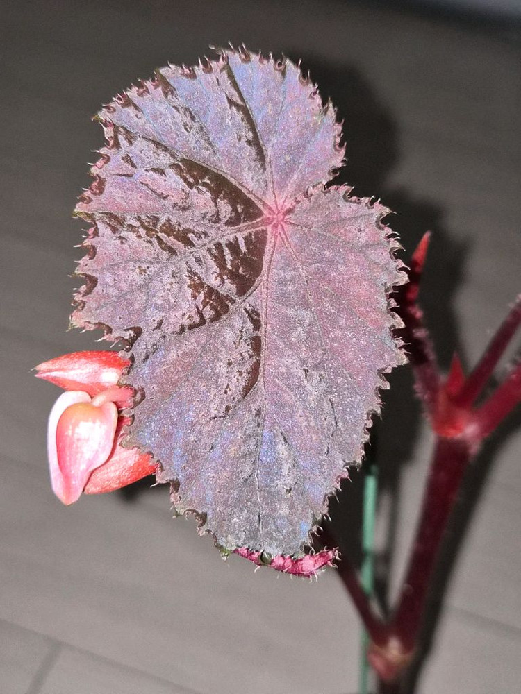 베고니아 타코나이트 (대품)--4