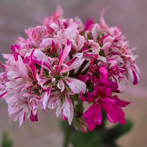 페어필즈 스텔라 제라늄