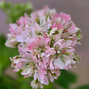 지엘골든모닝 스텔라 제라늄