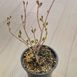 미스김라일락 나무