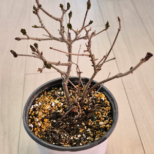 미스김라일락 나무