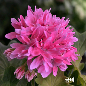 온별헤는밤,금비 스텔라 제라늄