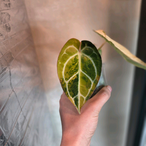 안스리움 크리스탈리넘 하이브리드 바리