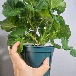 제라늄분양 UG허니스파스 대품