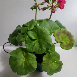 IV사랑과비들기러시아제라늄