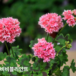 비비블리얀트 스텔라 제라늄