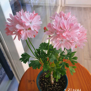 제라늄 5종 셋트