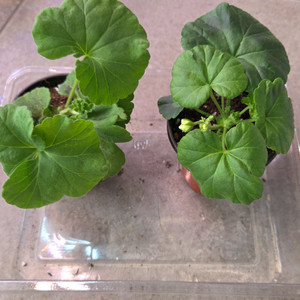 UG헛된말외1종(제라늄)