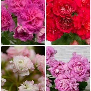 제라늄(뮬란, 타이라시베리안로즈, IV탱고의질투,디아즈시레나)