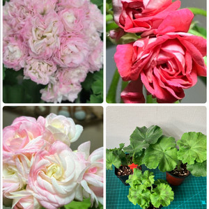 제라늄 (피치롤, 달빛페이퍼로즈, 이츠빅토리아)