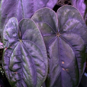 안스리움 드레스러리 RG#2 x Windy (그랜트)