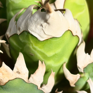 아가베 티타노타 레드캣 (코덱스, 아프리카 식물)