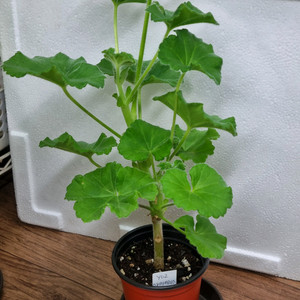 yuz아마빌리스 제라늄