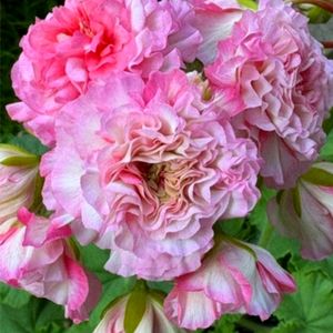 제라늄 아델리나패티