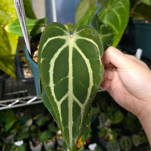 안스리움 칼라블랙키 PM2xPM1