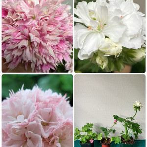 제라늄(시리홀리, 블루퀸즈티아라, Yo스페이스)