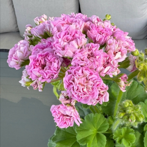 제라늄 분양 (ess빈티지 로즈)