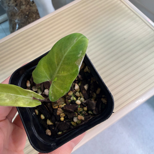 알로카시아 로터바키아 화이트 바리에가타