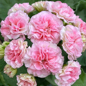 제라늄 프로방스