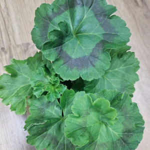 제라늄 사자자리 성운