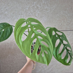 몬스테라 에쿠스엘레토 이미지