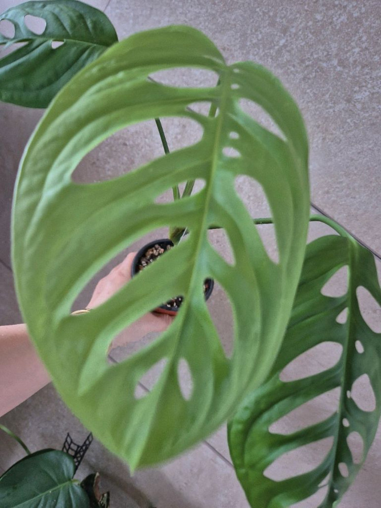 몬스테라 에쿠스엘레토 이미지