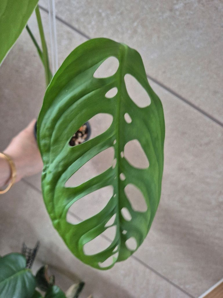 몬스테라 에쿠스엘레토 이미지
