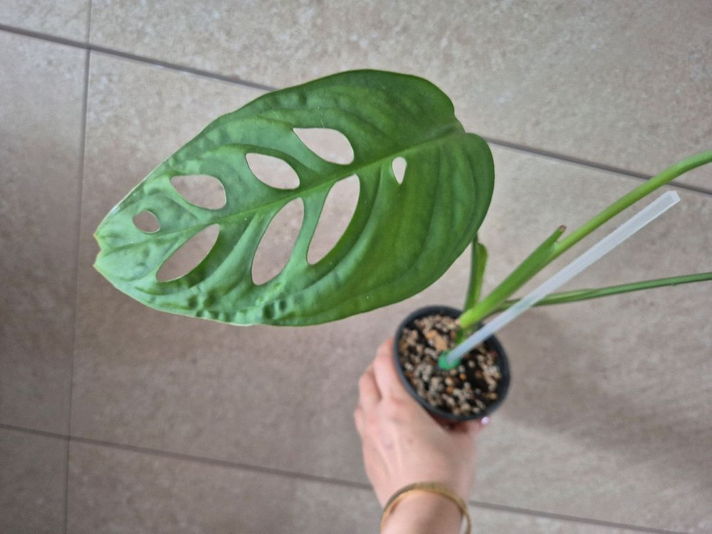 몬스테라 에쿠스엘레토 이미지