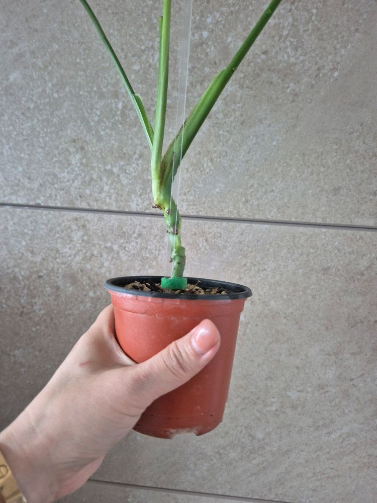 몬스테라 에쿠스엘레토 이미지