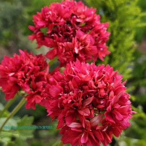 스텔라제라늄 데이나2