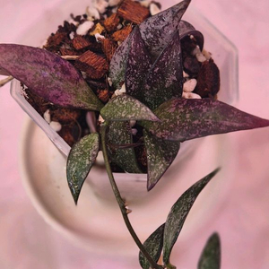 호야파비플로라스플래쉬