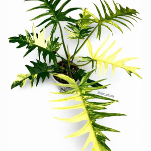 [대품] 필로덴드론 플로리다뷰티 X 토텀 하이브리드 바리에가타