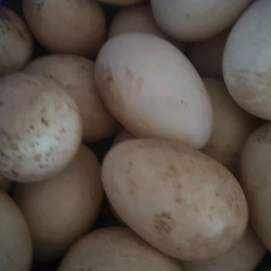 기러기 거위 알