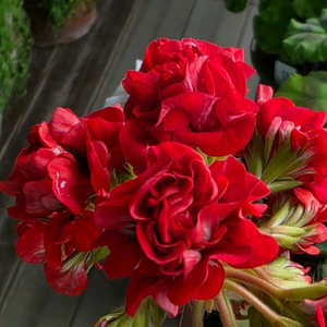 제라늄 엔젤클레오파트라 중품