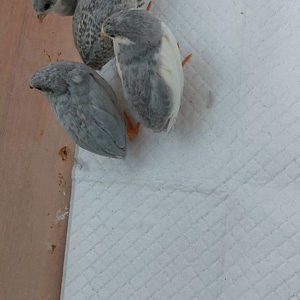 턱시도 미니메추리 4마리 이미지