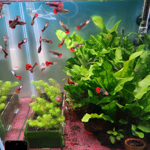 hb로즈구피 콜플개체 무분 이미지