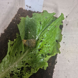 아기명주달팽이 이미지