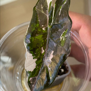 알로카시아 푸세이도 핑크바리에가타(안스,호야x)