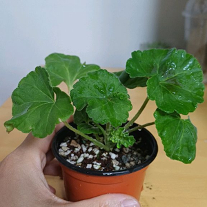 제라늄 ta메이로즈 러시아제라늄